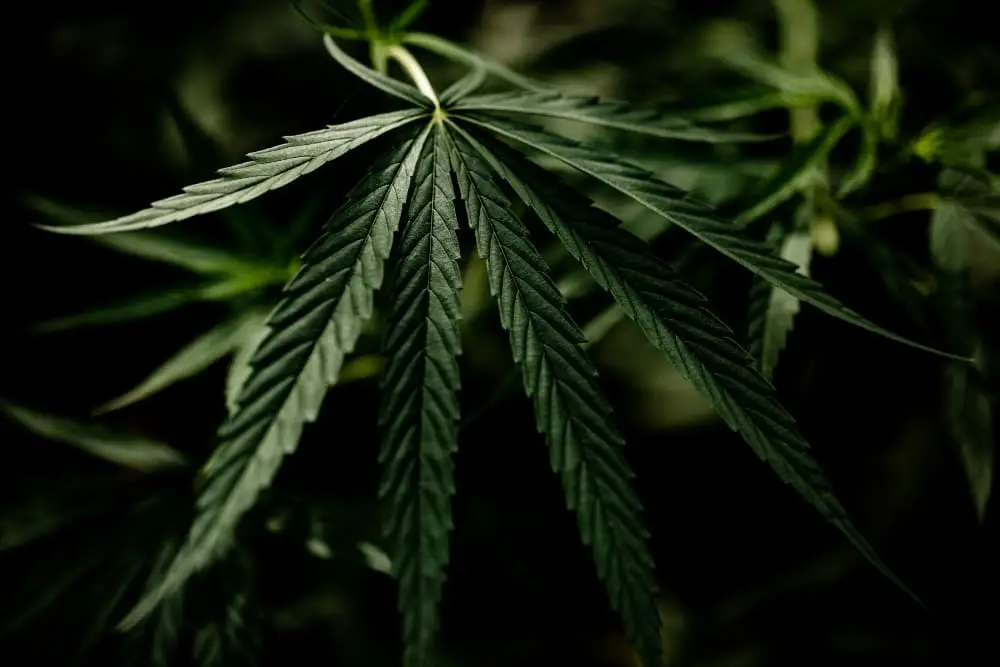 Close-up of a cannabis plant with a focus on the serrated leaves against a dark background.